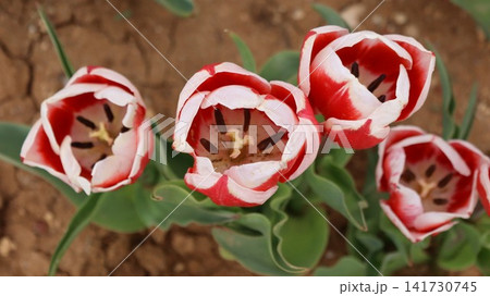 Red tulips garden. Red white tulips, tulip blooming. tulip from the ground. High quality photo Red tulips garden. Red white tulips, tulip blooming. tulip from the ground. High quality photo 141730745