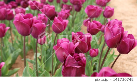 Colorful tulip field. Vibrant violet flowers.tulip blooming. High quality photo Colorful tulip field. Vibrant violet flowers.tulip blooming. High quality photo 141730749