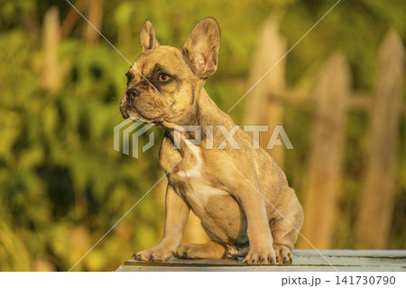Charming fawn French Bulldog puppy sits attentively on a table outdoors in sunset light. Companion brachycephalic dog breeds include Pug, Boston Terrier, and English Bulldog. 141730790