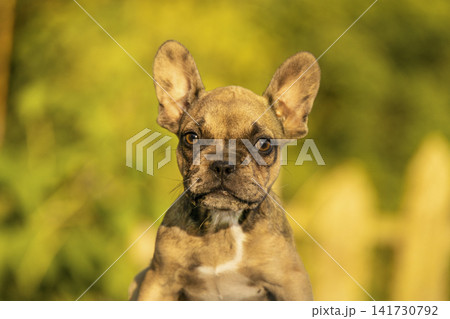 Beautiful headshot of a fawn French Bulldog puppy looking straight at camera in golden light. Small companion breeds include Pug, Boston Terrier, and English Bulldog. Beautiful headshot of a fawn French Bulldog puppy looking straight at camera in golden light. Small companion breeds include Pug, Boston Terrier, and English Bulldog. 141730792