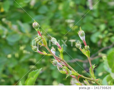 Powdery Mildew Infection on Developing Rose Buds Powdery Mildew Infection on Developing Rose Buds 141730820