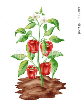 Watercolor red bell pepper plant growing in soil. Hand drawn sweet pepper bush with ripe red vegetables, leaves and white flowers isolated. For kitchen textiles, packaging, harvest, agriculture Watercolor red bell pepper plant growing in soil. Hand drawn sweet pepper bush with ripe red vegetables, leaves and white flowers isolated. For kitchen textiles, packaging, harvest, agriculture 141730930
