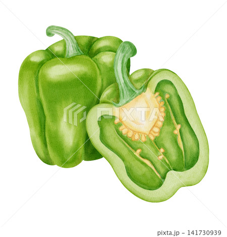 Watercolor illustration, composition with green bell pepper. Hand-drawn whole and cut ripe sweet peppers with fresh green leaves. Suitable for kitchen textiles, packaging, harvest, and agriculture. Watercolor illustration, composition with green bell pepper. Hand-drawn whole and cut ripe sweet peppers with fresh green leaves. Suitable for kitchen textiles, packaging, harvest, and agriculture. 141730939
