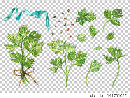 A set of hand-painted watercolor illustrations of parsley. A sprig of parsley leaves, leaves, and peppercorns. A collection of watercolor illustrations for kitchen design, decor, and recipe. A set of hand-painted watercolor illustrations of parsley. A sprig of parsley leaves, leaves, and peppercorns. A collection of watercolor illustrations for kitchen design, decor, and recipe. 141731035