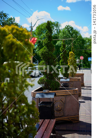 Grodno, Belarus, May 27, 2026 Plants are arranged in planters along a city sidewalk. The sun shines down on the scene. People and cars can be seen in the background 141731056