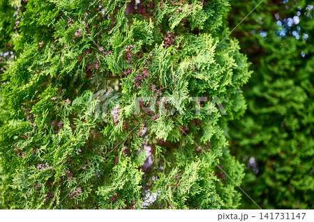 Tree leaves fill the frame with vibrant green colors. Small branches hold clusters of leaves under sunlight. This scene shows nature in a garden setting Tree leaves fill the frame with vibrant green colors. Small branches hold clusters of leaves under sunlight. This scene shows nature in a garden setting 141731147