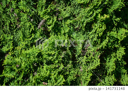 Sunlight shines on green foliage in a garden. The leaves appear lush and healthy. This scene shows the details of plant life and natures beauty Sunlight shines on green foliage in a garden. The leaves appear lush and healthy. This scene shows the details of plant life and natures beauty 141731148