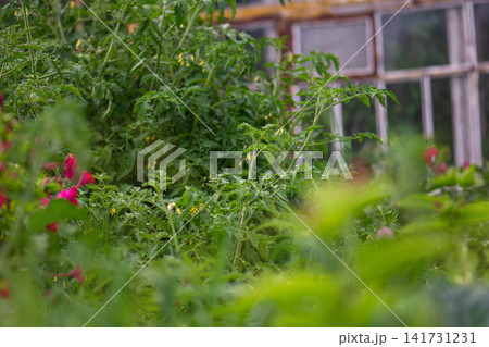 Plant growth focuses on foliage development before fruit formation. Agricultural scene represents early cultivation stage. Tomato plants in vegetative growth stage. Plant growth focuses on foliage development before fruit formation. Agricultural scene represents early cultivation stage. Tomato plants in vegetative growth stage. 141731231