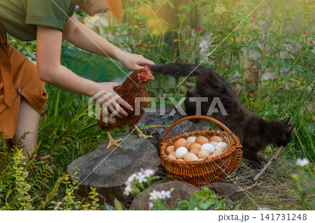 Farmer holds chicken and fresh eggs in wicker basket after daily harvest on eco farm. Freshly collected eggs rest in woven basket while farmer gently holds chicken on free range eco farm. Farmer holds chicken and fresh eggs in wicker basket after daily harvest on eco farm. Freshly collected eggs rest in woven basket while farmer gently holds chicken on free range eco farm. 141731248