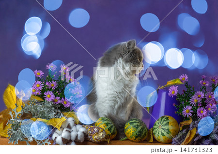 Fluffy gray and white cat sits among autumn harvest decorations framed by colorful neon light streaks. Fluffy cat with autumn harvest and neon light frame on purple background. Fluffy gray and white cat sits among autumn harvest decorations framed by colorful neon light streaks. Fluffy cat with autumn harvest and neon light frame on purple background. 141731323