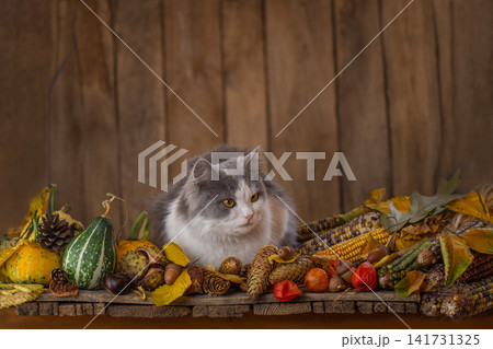 Gray longhaired cat sits centered between bouquet of purple flowers and pile of decorative gourds Gray longhaired cat sits centered between bouquet of purple flowers and pile of decorative gourds 141731325