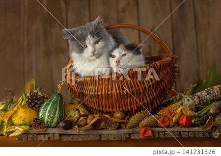 Fluffy gray cat and calico cat rest together among rich autumn harvest decorations on rustic wooden surface. Two cats with autumn harvest decoration on rustic wooden background. Fluffy gray cat and calico cat rest together among rich autumn harvest decorations on rustic wooden surface. Two cats with autumn harvest decoration on rustic wooden background. 141731326