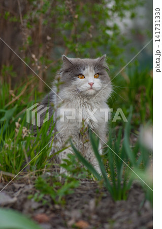 Cheerful young cat posing in the green grass on sunset lights.Young cat on sunny day outdoors. Cheerful young cat posing in the green grass on sunset lights.Young cat on sunny day outdoors. 141731330