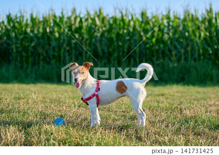 Small terrier stands beside blue ball on grass with cornfield in the background Small terrier stands beside blue ball on grass with cornfield in the background 141731425