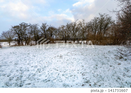 Snow covered winter field with distant trees 141731607