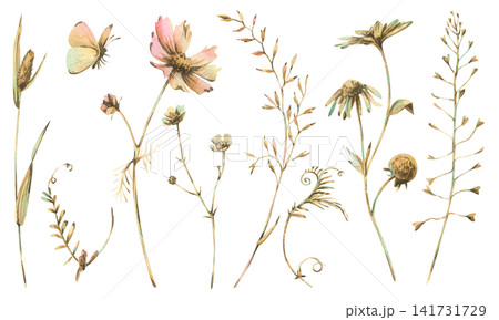 Wildflowers and grass set painted in watercolor. Collection of botanical illustrations in pastel tone. Elements with butterfly for wedding invitation and greeting card design. Wildflowers and grass set painted in watercolor. Collection of botanical illustrations in pastel tone. Elements with butterfly for wedding invitation and greeting card design. 141731729