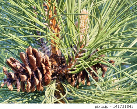 Old Pine Cones Beside Fresh Spring Shoots Old Pine Cones Beside Fresh Spring Shoots 141731843