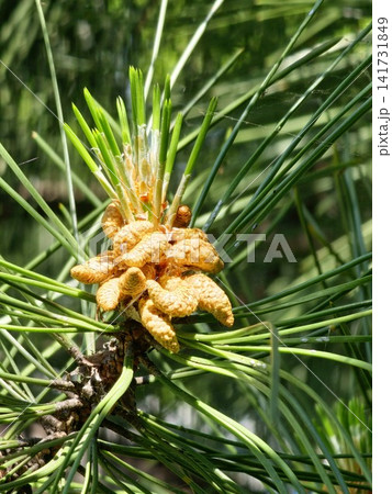 Golden Male Pollen Cones on Crimean Pine Shoot 141731849