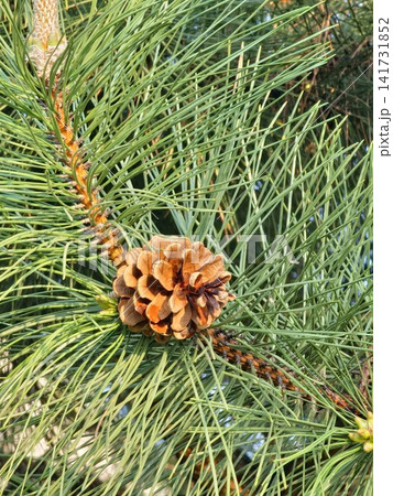 Mature Open Cone Among Crimean Pine Needles Mature Open Cone Among Crimean Pine Needles 141731852