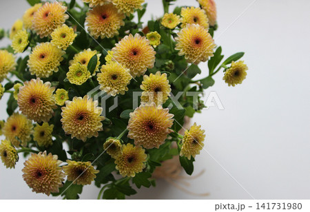 Live bouquet of decorative chrysanthemums with yellow flowers on a white table Live bouquet of decorative chrysanthemums with yellow flowers on a white table 141731980