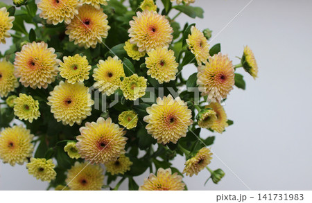 Bouquet of small yellow flowers isolated on white background Bouquet of small yellow flowers isolated on white background 141731983
