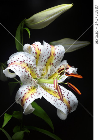 ユリの花 クローズアップ ユリの花 クローズアップ 141731987