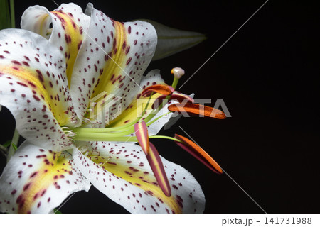 ユリの花 クローズアップ ユリの花 クローズアップ 141731988