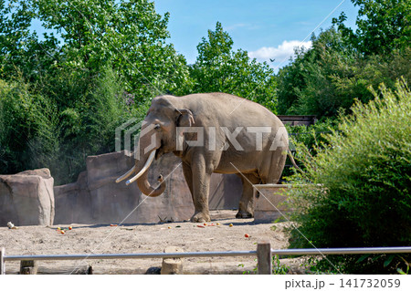 Large Asian elephant standing near rocks in zoo enclosure surrounded by green trees on sunny day Large Asian elephant standing near rocks in zoo enclosure surrounded by green trees on sunny day 141732059