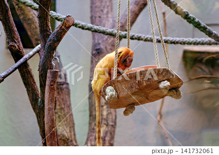 Golden lion tamarin monkey sitting on hanging wooden platform inside zoo enclosure surrounded by ropes Golden lion tamarin monkey sitting on hanging wooden platform inside zoo enclosure surrounded by ropes 141732061
