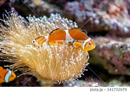 Orange Clownfish Resting inside Soft Anemone Tentacles in Tropical Marine Coral Aquarium Orange Clownfish Resting inside Soft Anemone Tentacles in Tropical Marine Coral Aquarium 141732079