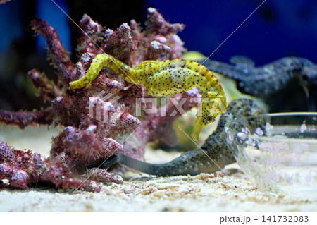 Yellow Seahorse Clinging to Coral Reef Structure in Marine Aquarium Tank 141732083