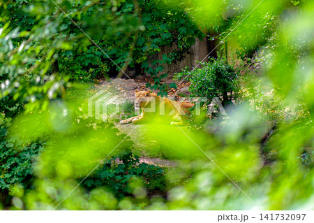 Female Lion Resting In Green Foliage Natural Habitat View Through Leaves Female Lion Resting In Green Foliage Natural Habitat View Through Leaves 141732097