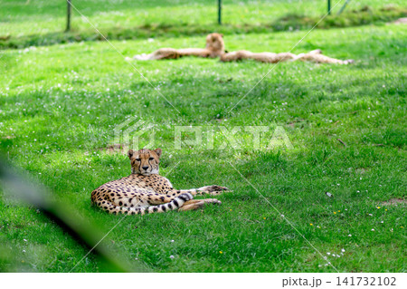Spotted Cheetah Resting On Green Grass Looking Directly At Camera Spotted Cheetah Resting On Green Grass Looking Directly At Camera 141732102