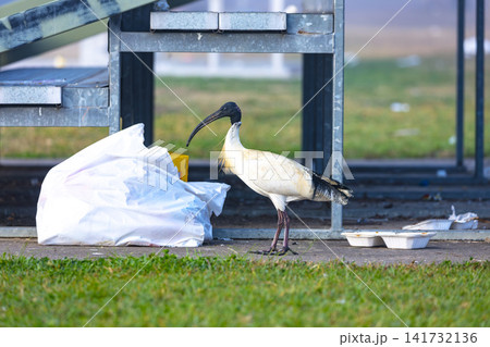 A White Ibis Bin Chicken searching for food in a discarded bag 141732136