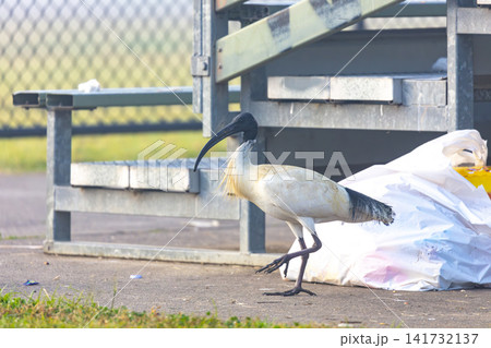 A White Ibis Bin Chicken searching for food in a discarded bag A White Ibis Bin Chicken searching for food in a discarded bag 141732137