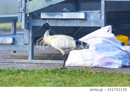 A White Ibis Bin Chicken searching for food in a discarded bag A White Ibis Bin Chicken searching for food in a discarded bag 141732138