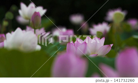 蓮の花 蓮の花 141732260