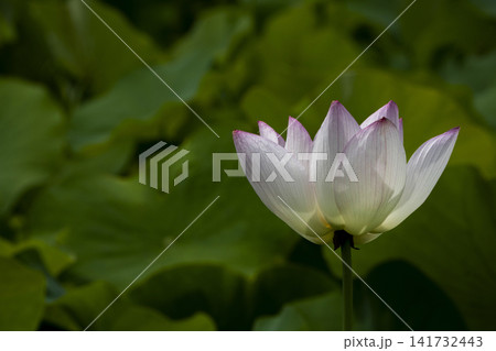 蓮の花 141732443