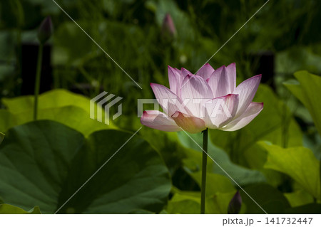 蓮の花 蓮の花 141732447