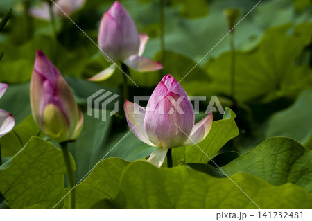 蓮の花 蓮の花 141732481
