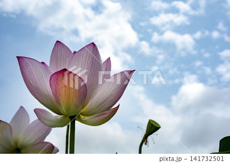 蓮の花 蓮の花 141732501