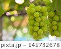 瑞々しいシャインマスカットの房 141732678