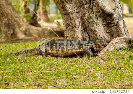 Monitor lizards at lumphini park in Bangkok Thailand during the day in bright sunlight. Monitor lizards at lumphini park in Bangkok Thailand during the day in bright sunlight. 141732724