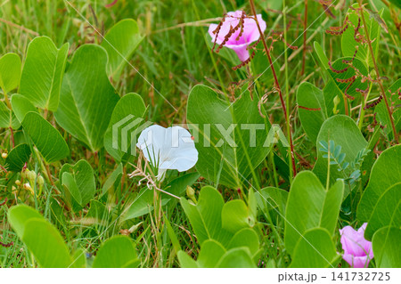 Beach morning glory Ipomoea pes caprae pink funnel shaped flower on tropical sandy dune Beach morning glory Ipomoea pes caprae pink funnel shaped flower on tropical sandy dune 141732725