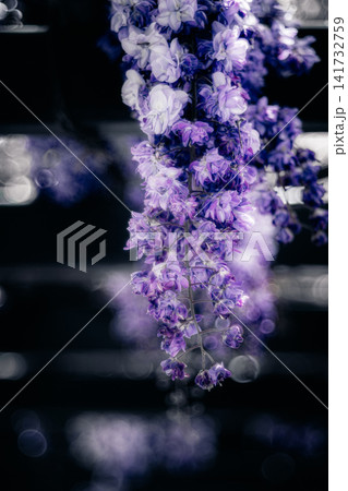 水郷佐原あやめパークで咲く幻想的な藤の花 水郷佐原あやめパークで咲く幻想的な藤の花 141732759