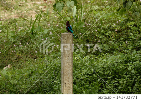 Vibrant tropical kingfisher perched on a wire with rich blue and brown plumage Vibrant tropical kingfisher perched on a wire with rich blue and brown plumage 141732771