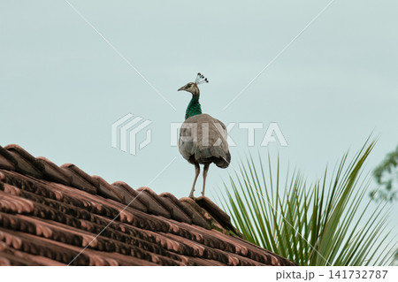 Female peacock in profile with iridescent green neck and brown grey plumage on traditional roof in Hikkaduwa Sri Lanka Female peacock in profile with iridescent green neck and brown grey plumage on traditional roof in Hikkaduwa Sri Lanka 141732787