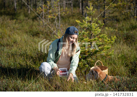 Cheerful woman forager with dog gathering wild berries and herbs at marshland in wild forest. Cheerful woman forager with dog gathering wild berries and herbs at marshland in wild forest. 141732831