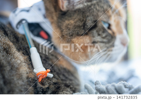 Domestic kitty with special stoma device and collar that protects pet skin around stoma from damage. 141732835