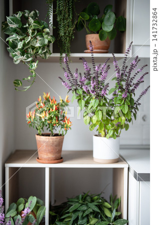Homegrown blooming aromatic herbs and potted houseplants growing in pots on kitchen cabinet. Homegrown blooming aromatic herbs and potted houseplants growing in pots on kitchen cabinet. 141732864